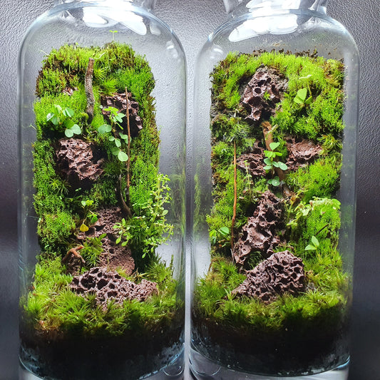 Closed Terrarium Care Guide