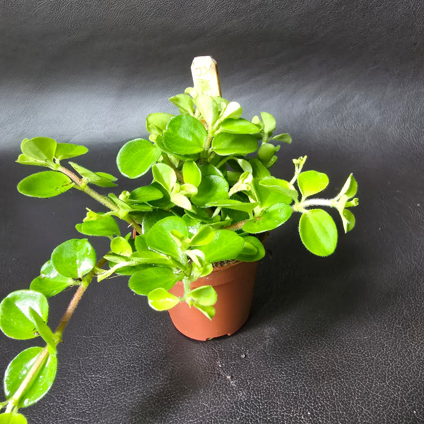 Peperomia Rotundifolia