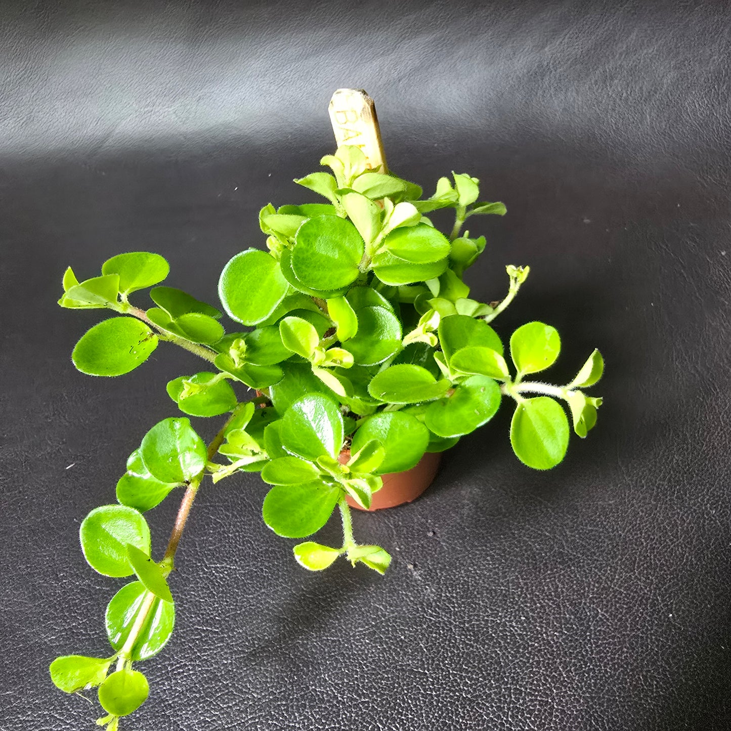 Peperomia Rotundifolia