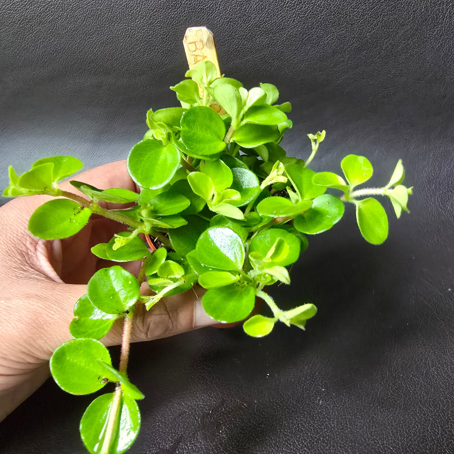 Peperomia Rotundifolia