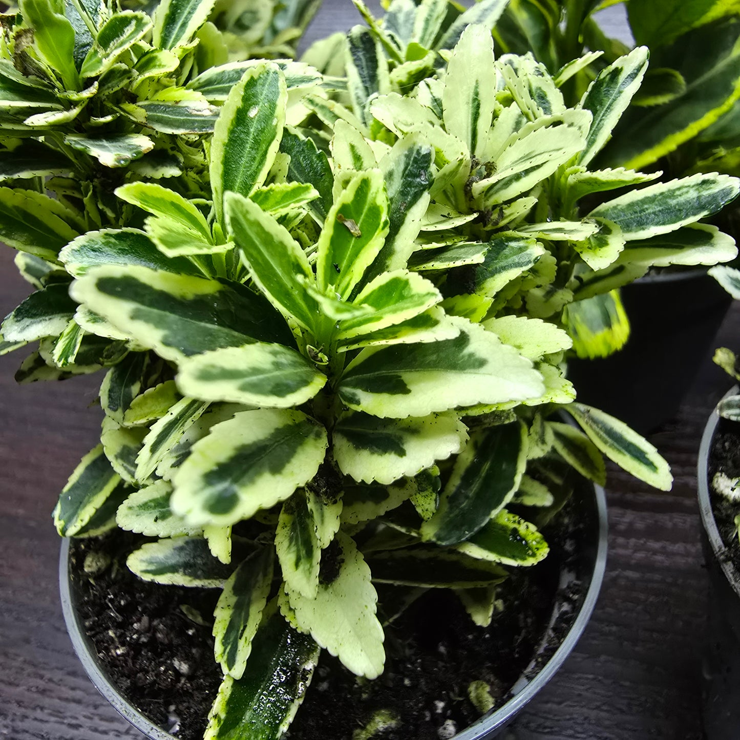 Japanese Spindle - Euonymus Japonicus