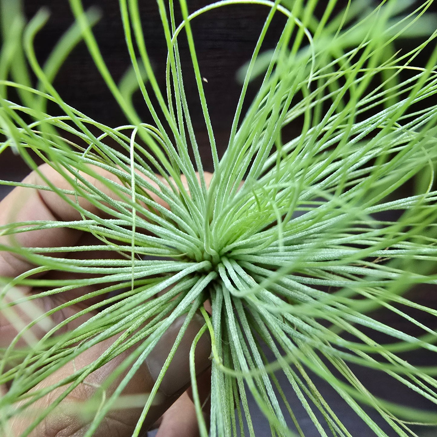 Tillandsia Andreana - Air Plant