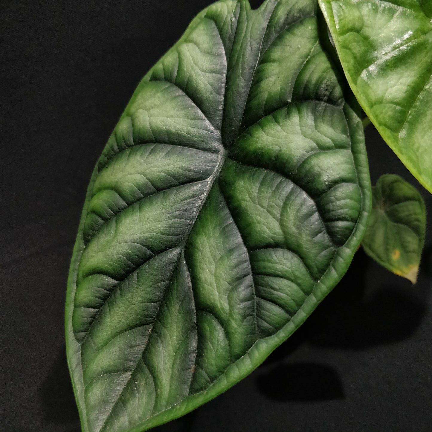Alocasia Baginda Dragon Scale