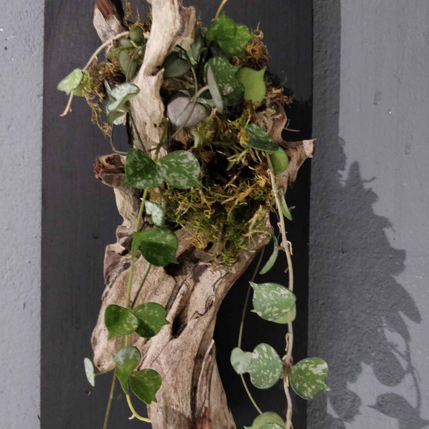 Organic Oasis: Live Wall Art