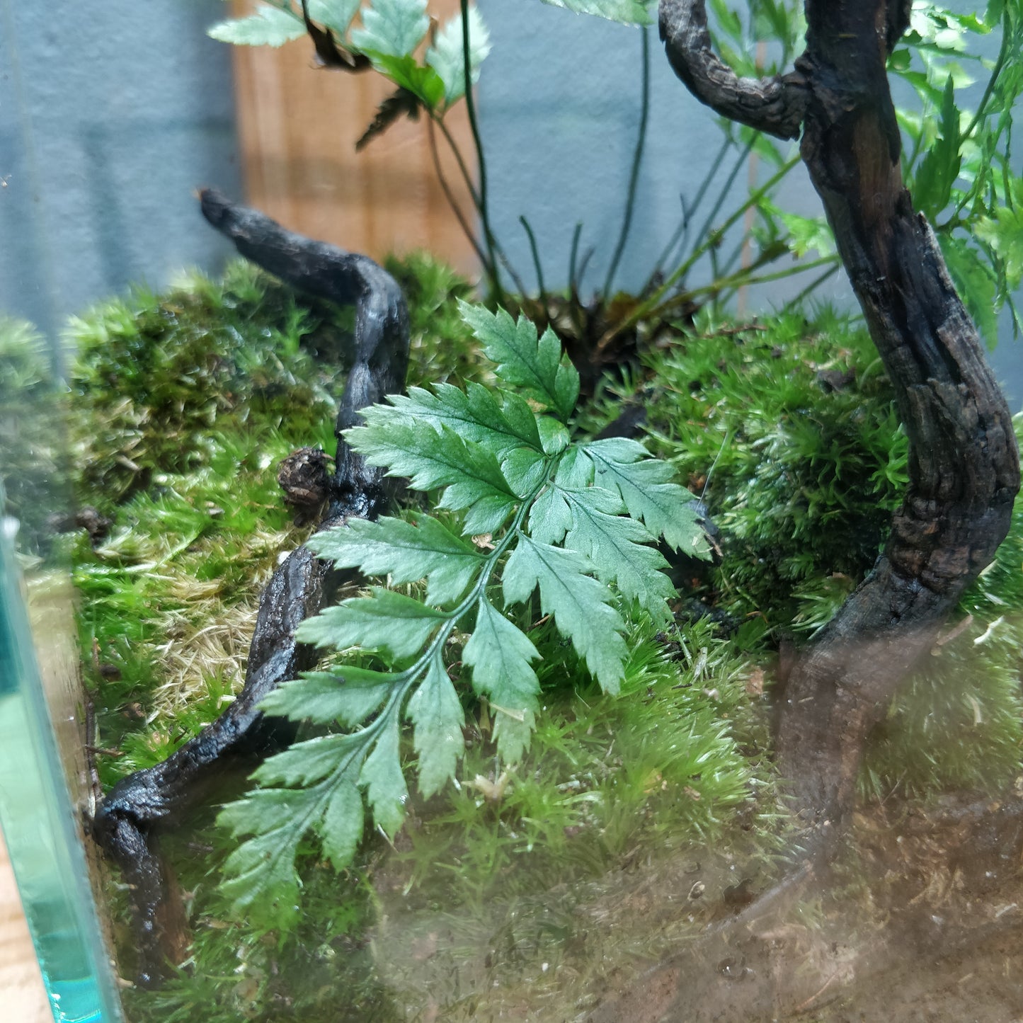 Nature Scape - NS069