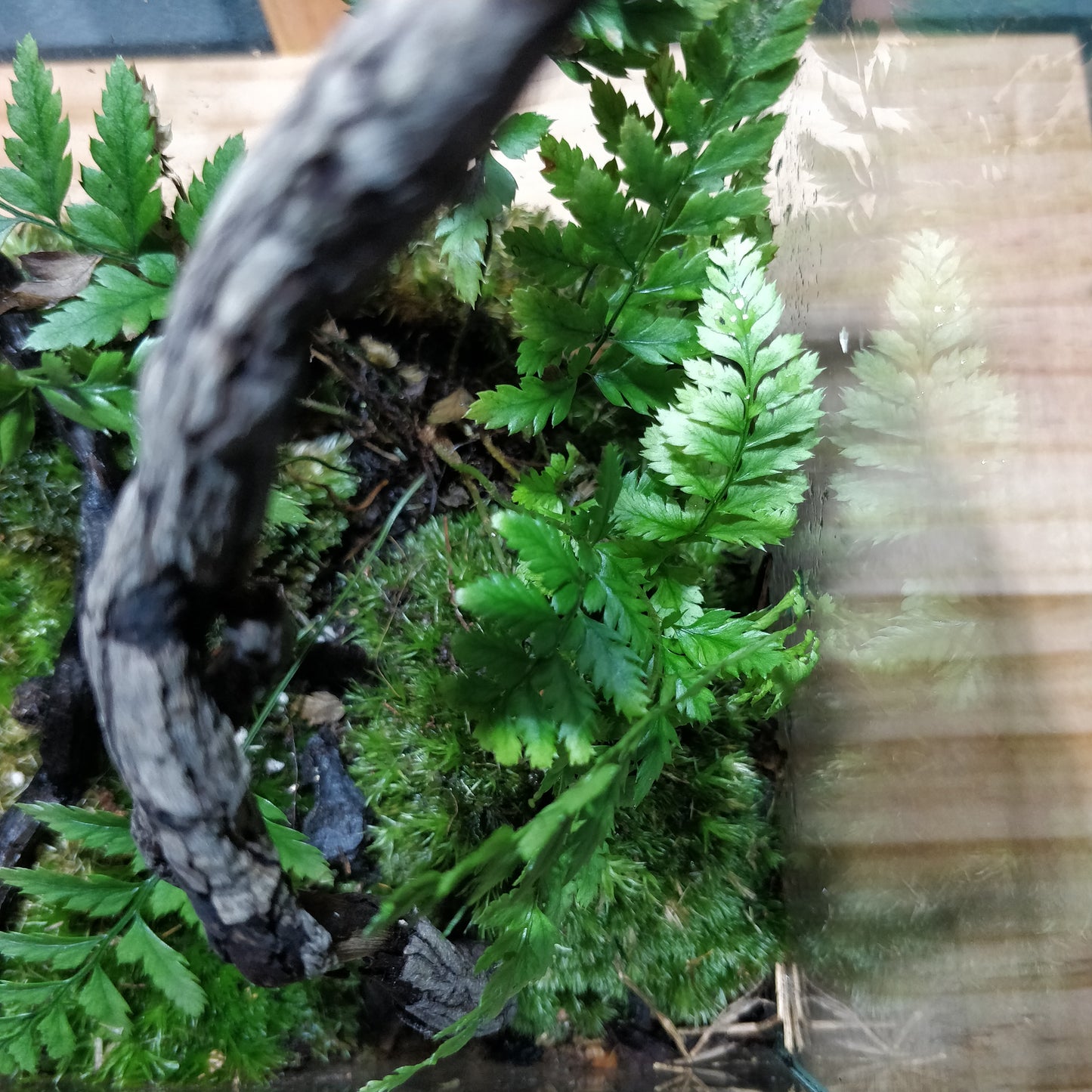 Nature Scape - NS069