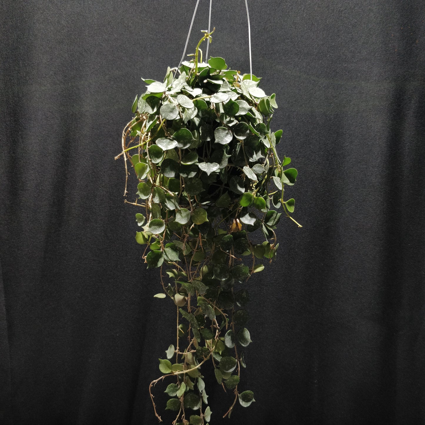 Hoya Curtisii