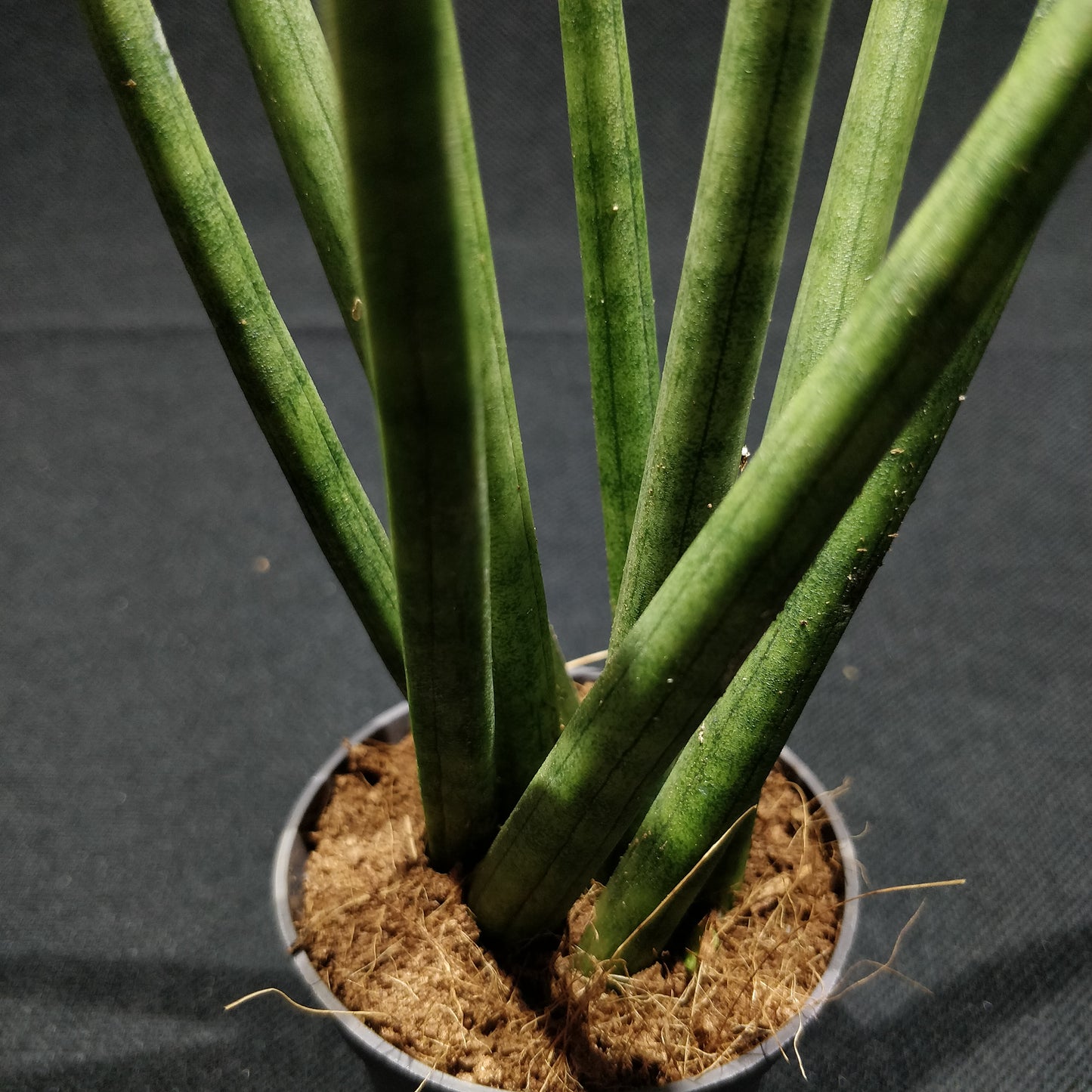 African Spear Plant - Sansevieria Cylindrica