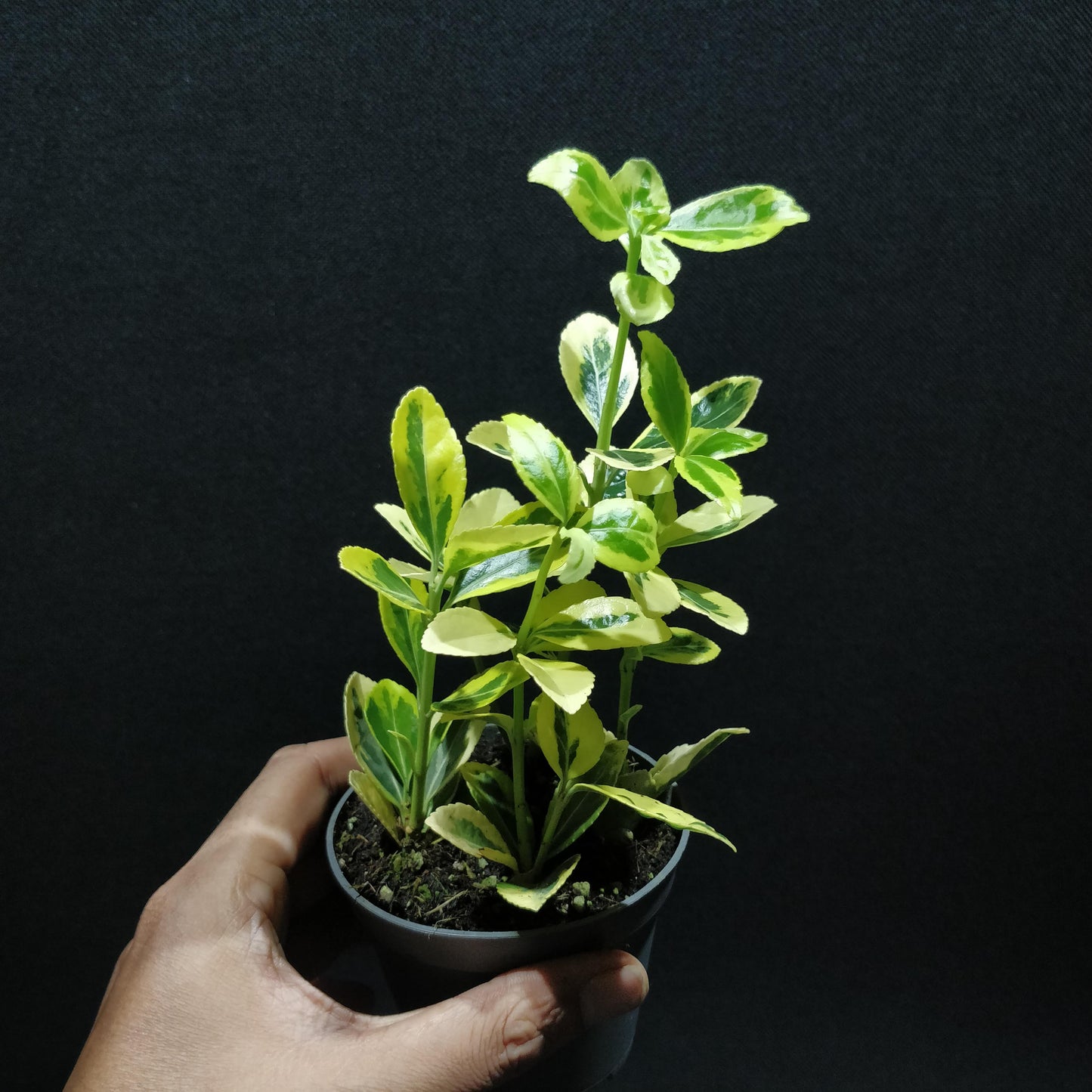Japanese Spindle - Euonymus Japonicus