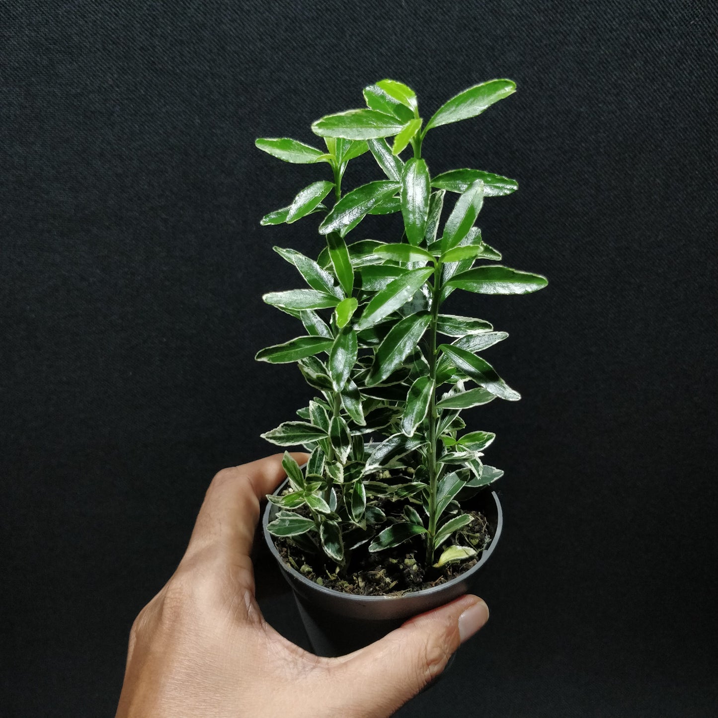 Japanese Spindle - Euonymus Japonicus