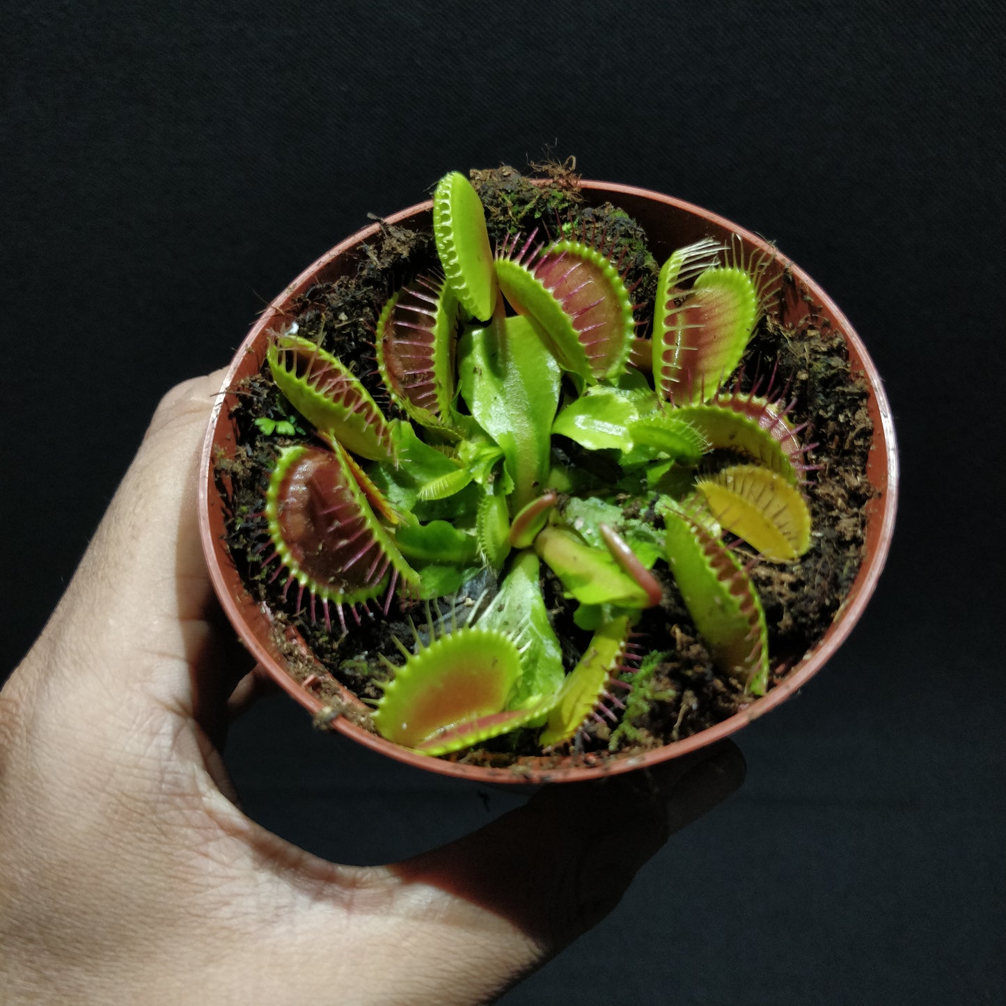 Dionaea - Venus Flytrap