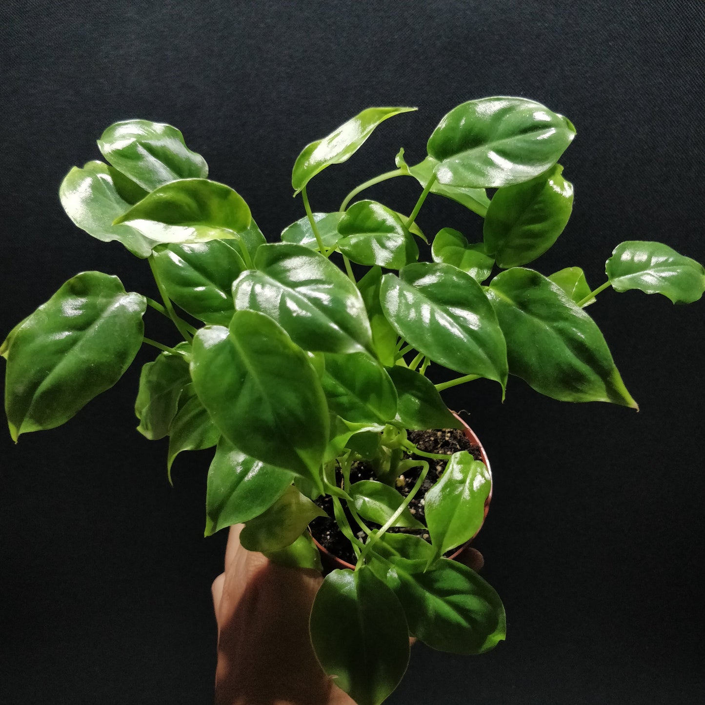 Philodendron (unknown species)