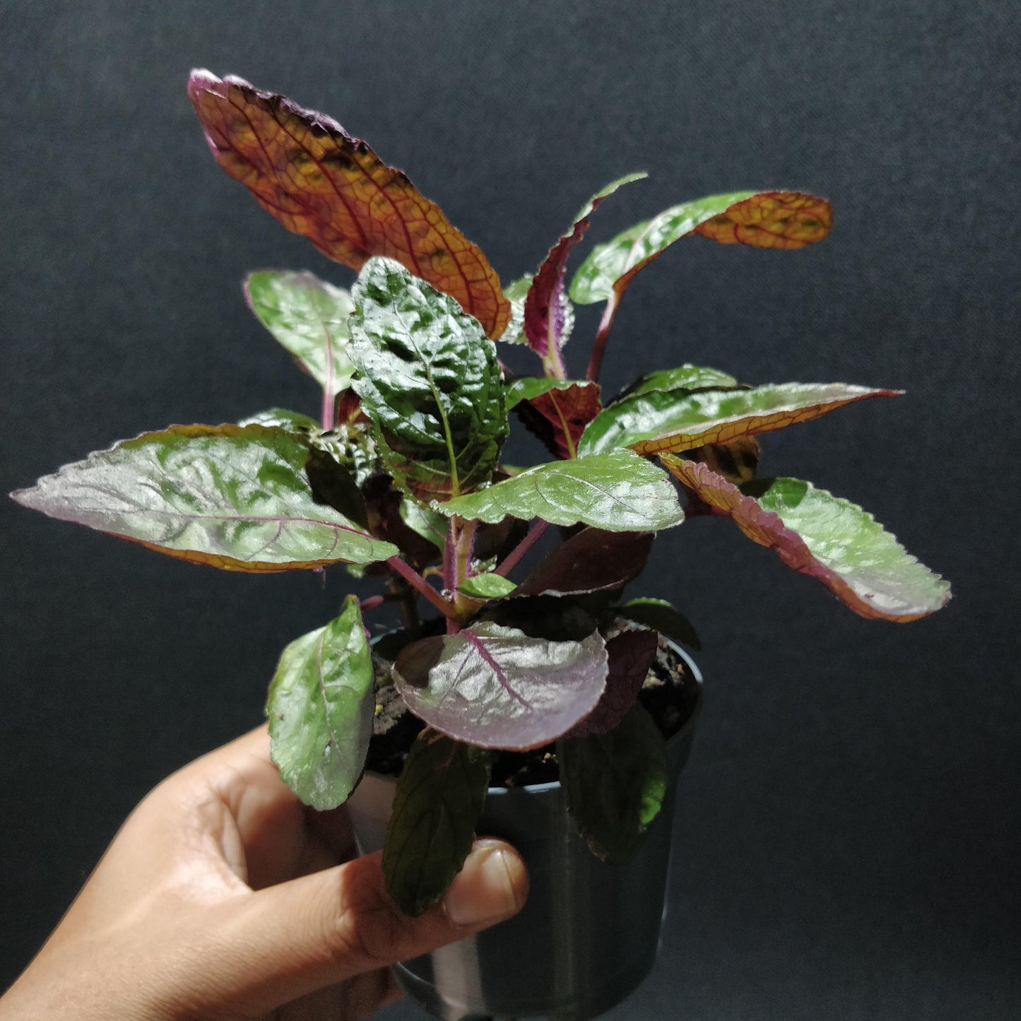 Purple Waffle Plant - Hemigraphis Alternata