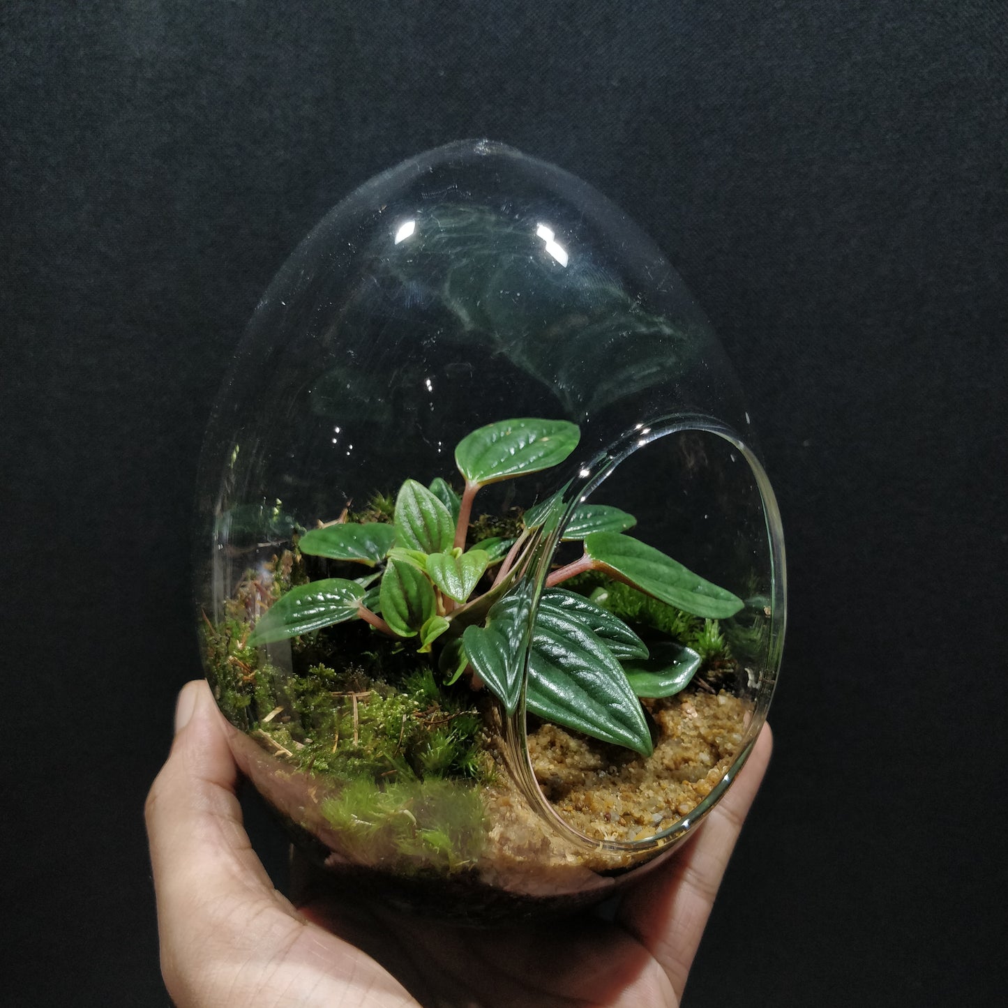 Nature Scape - NS090