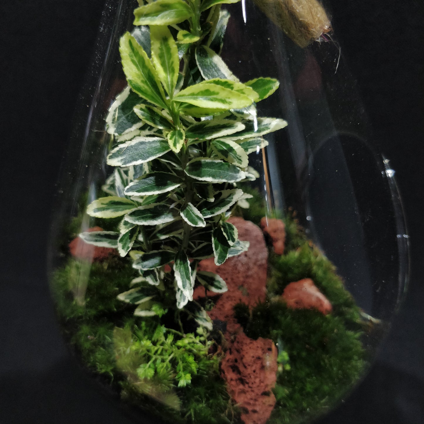 Nature Scape - NS091