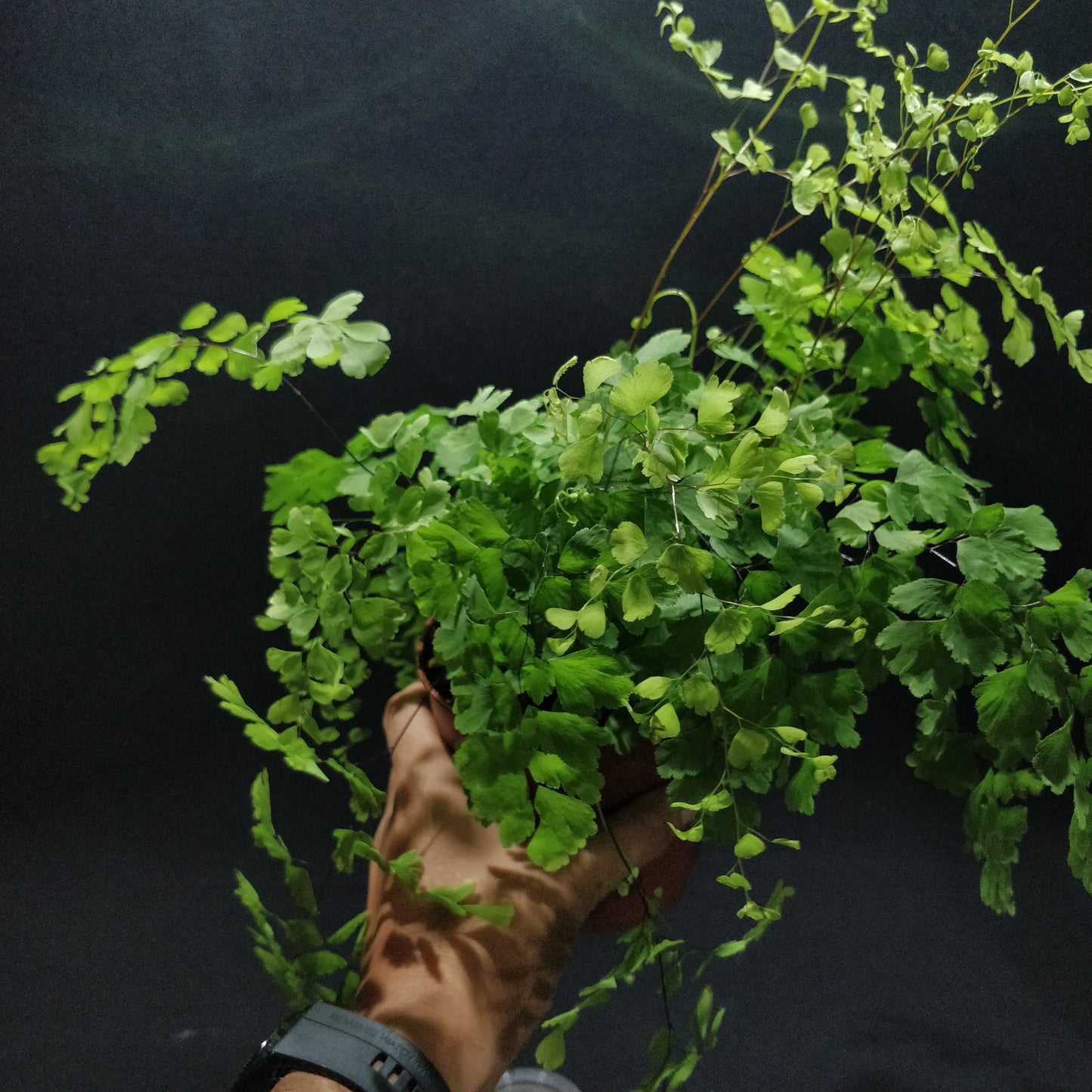 Delta Maidenhair Fern - Adiantum Raddianum Fragrans