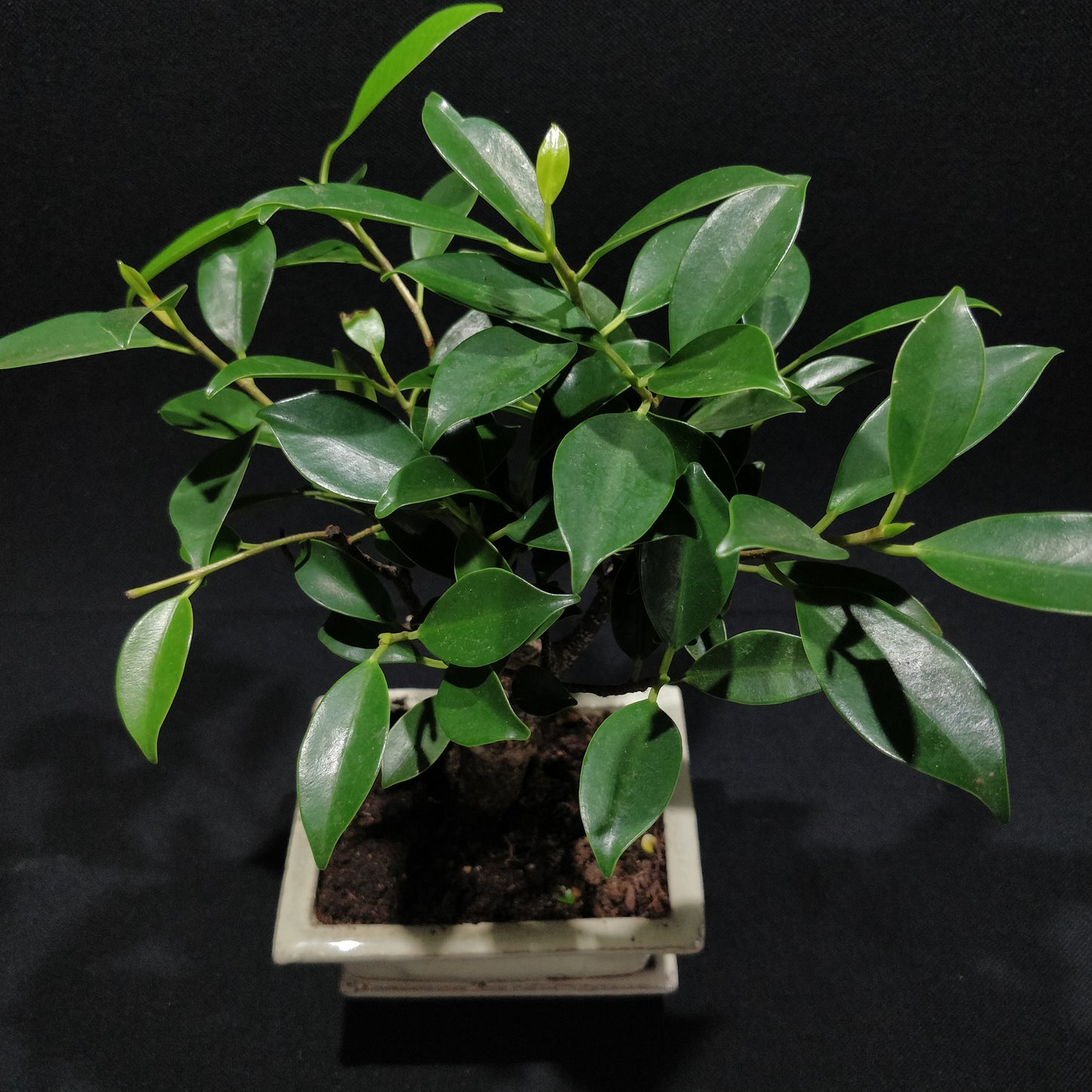 Ficus Retusa Bonsai