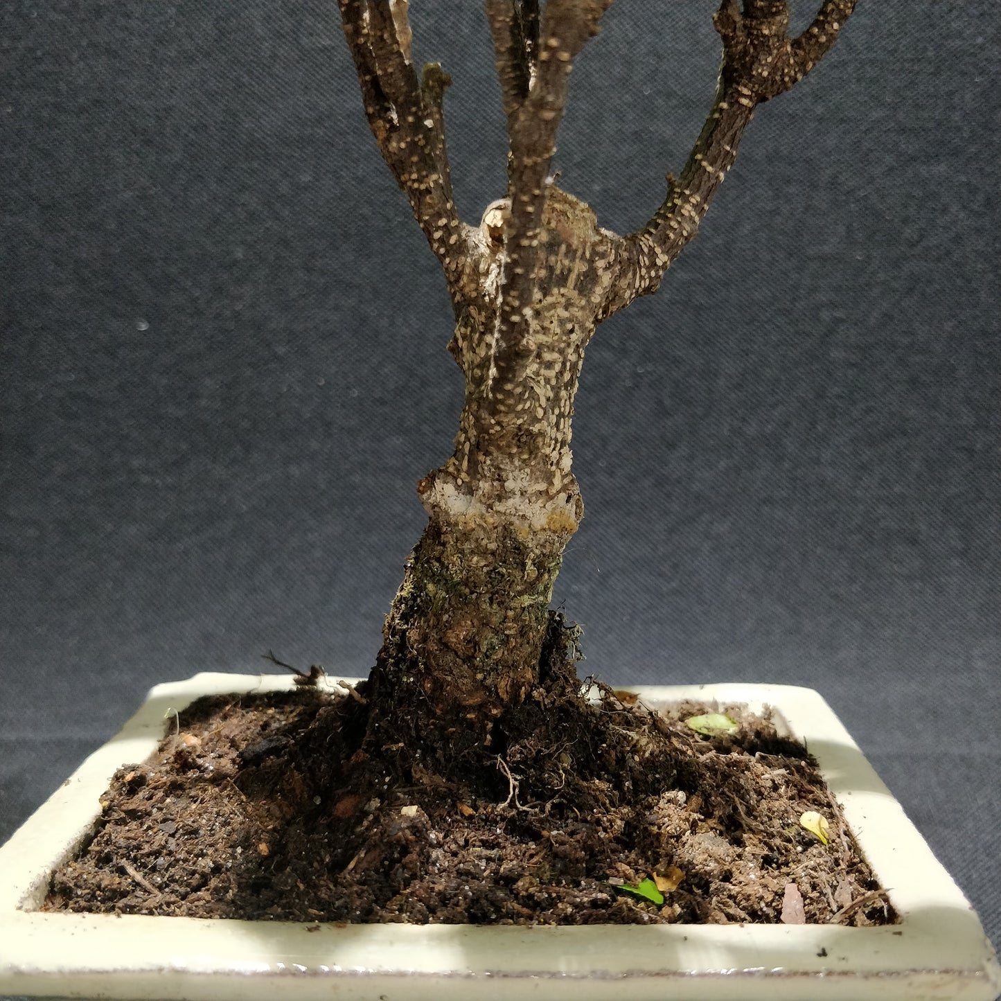 Ficus Retusa Bonsai