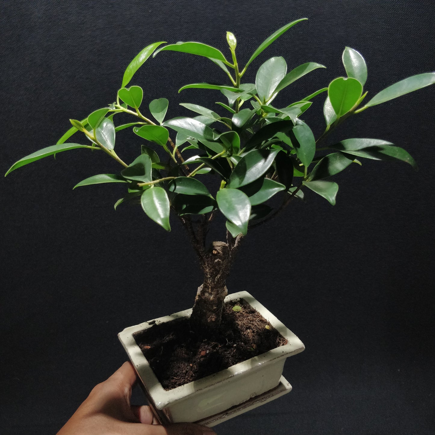 Ficus Retusa Bonsai