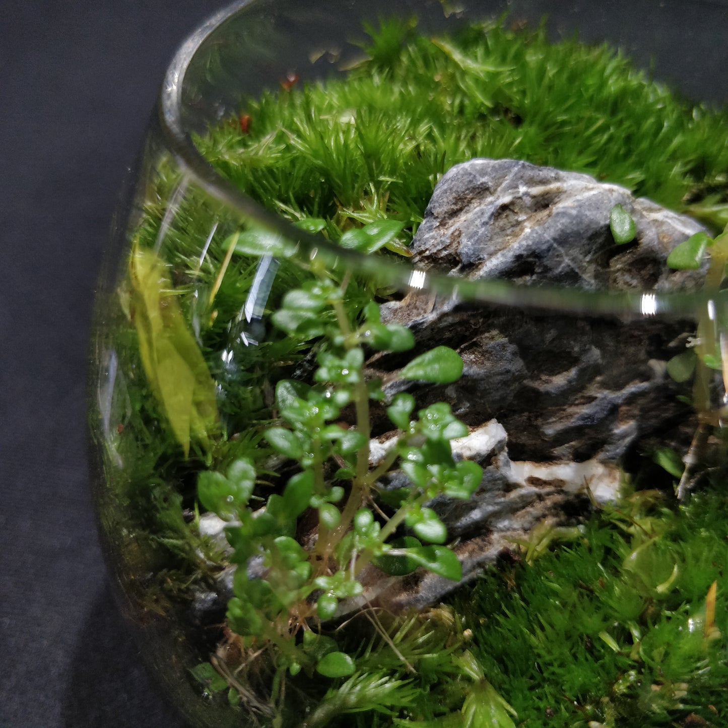 Nature Scape - NS096