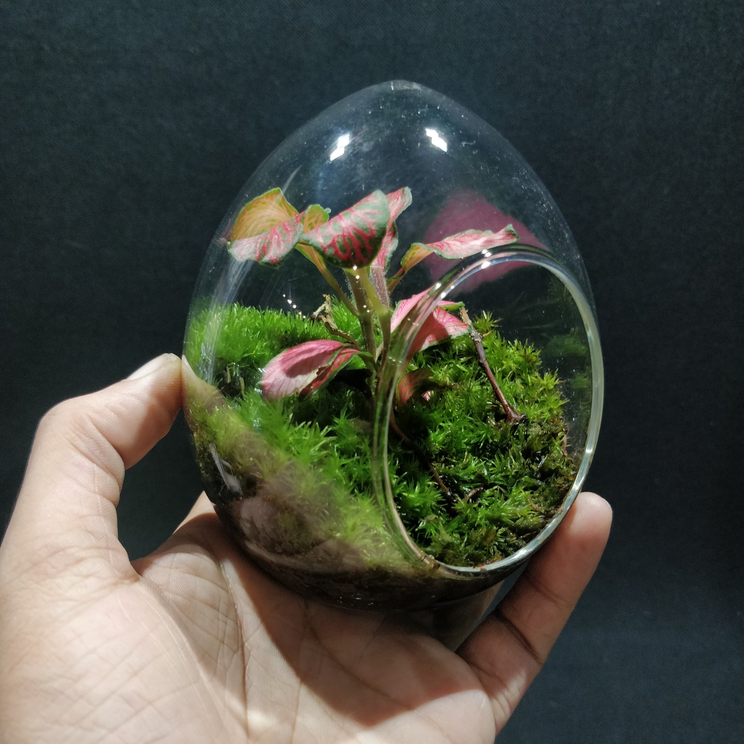 Nature Scape - NS095