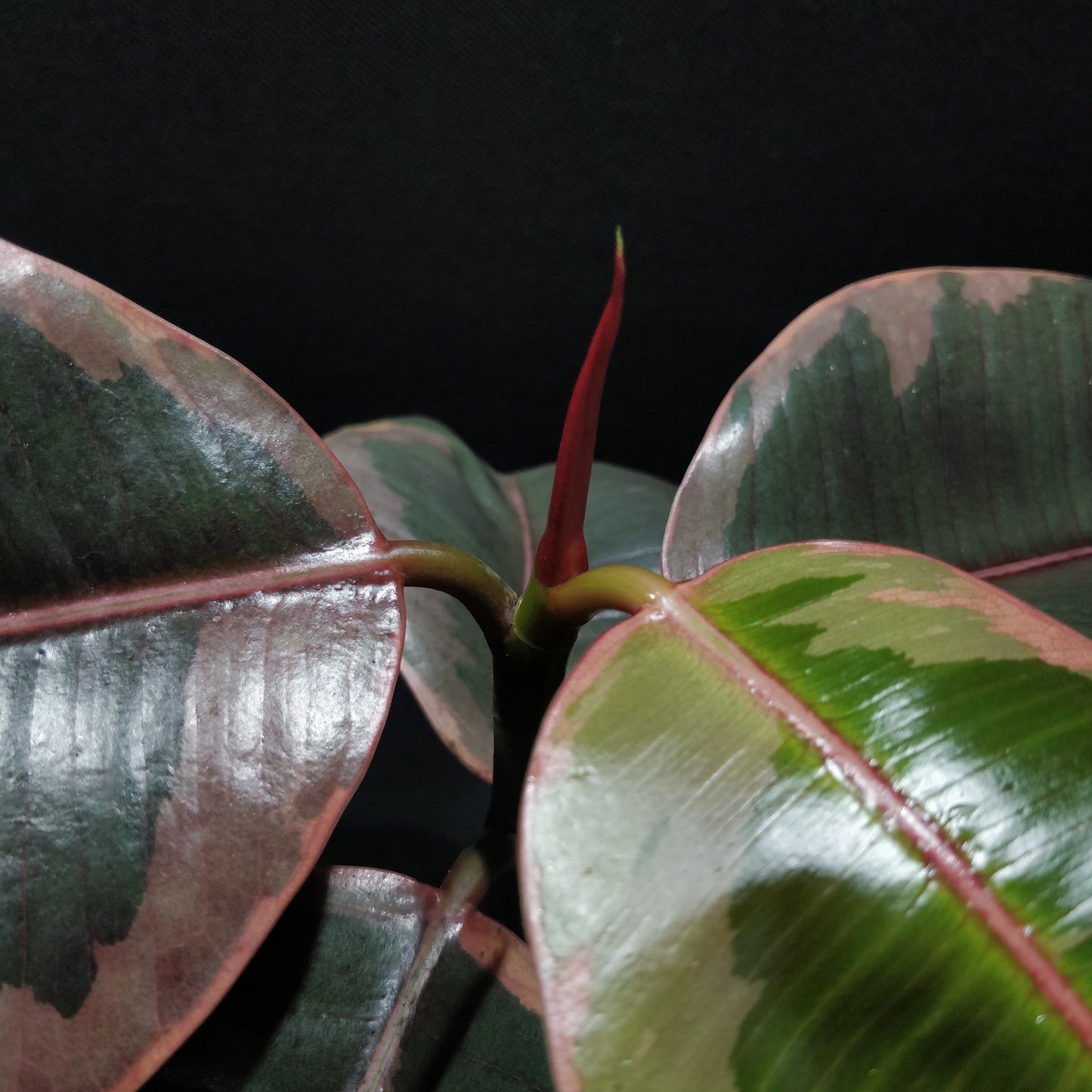 Pink Rubber Plant - Ficus Belize