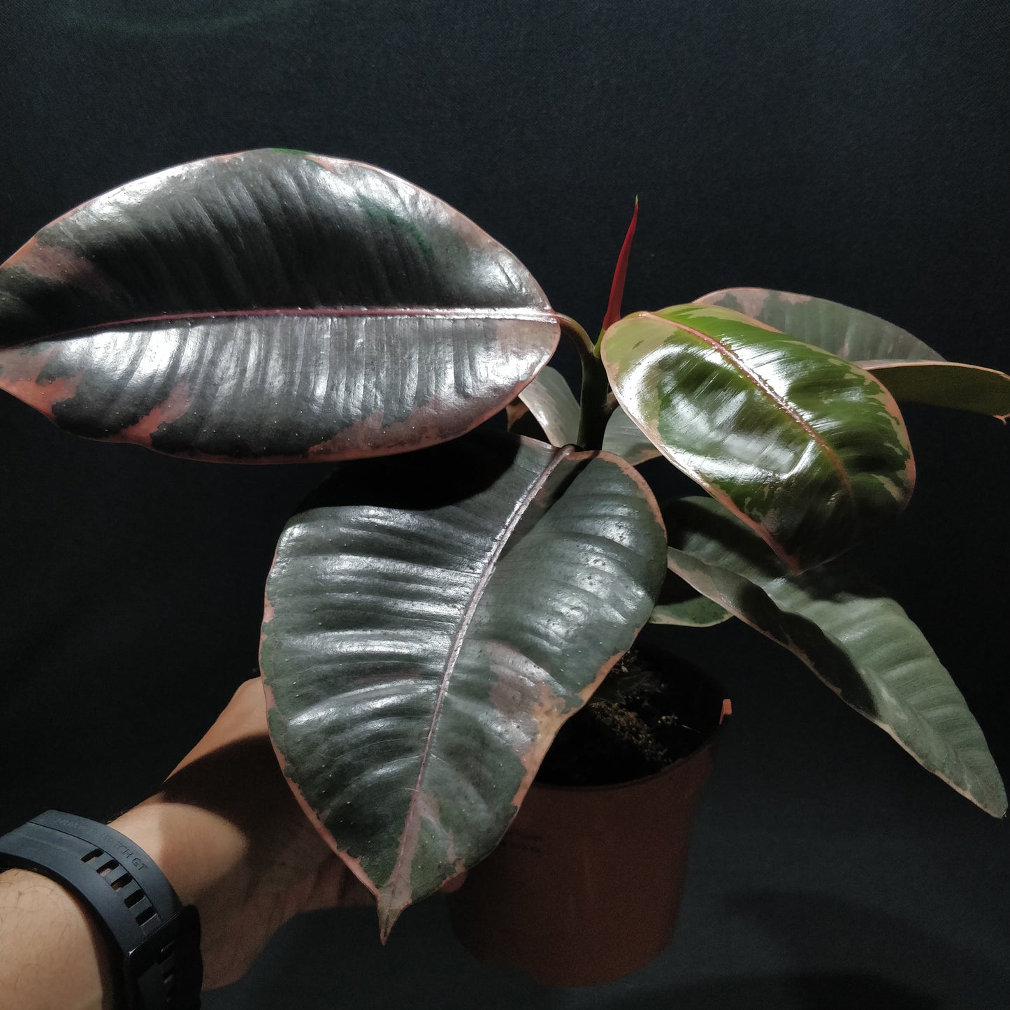 Pink Rubber Plant - Ficus Belize