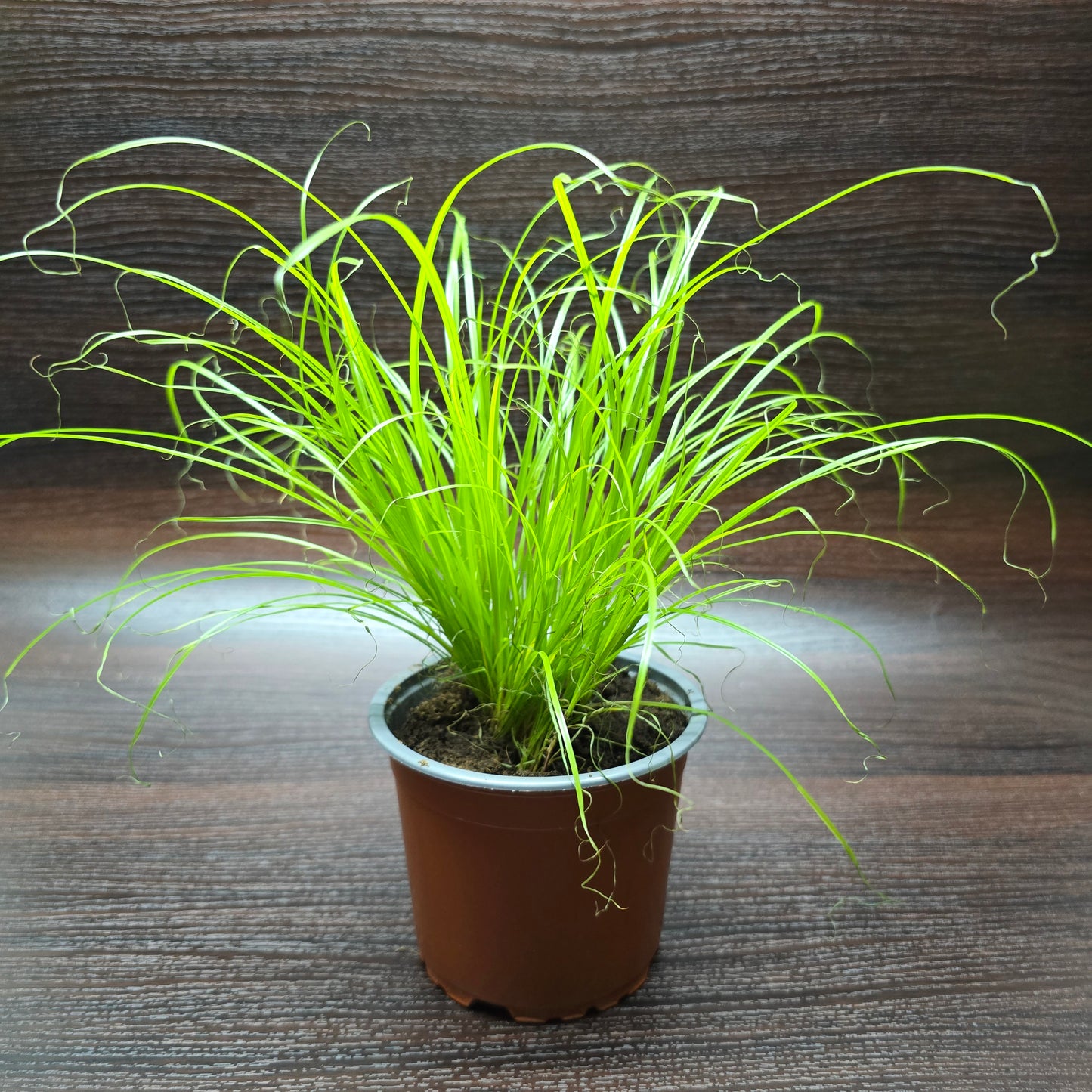 Cat Grass - Cyperus Alternifolius 'Zumula'