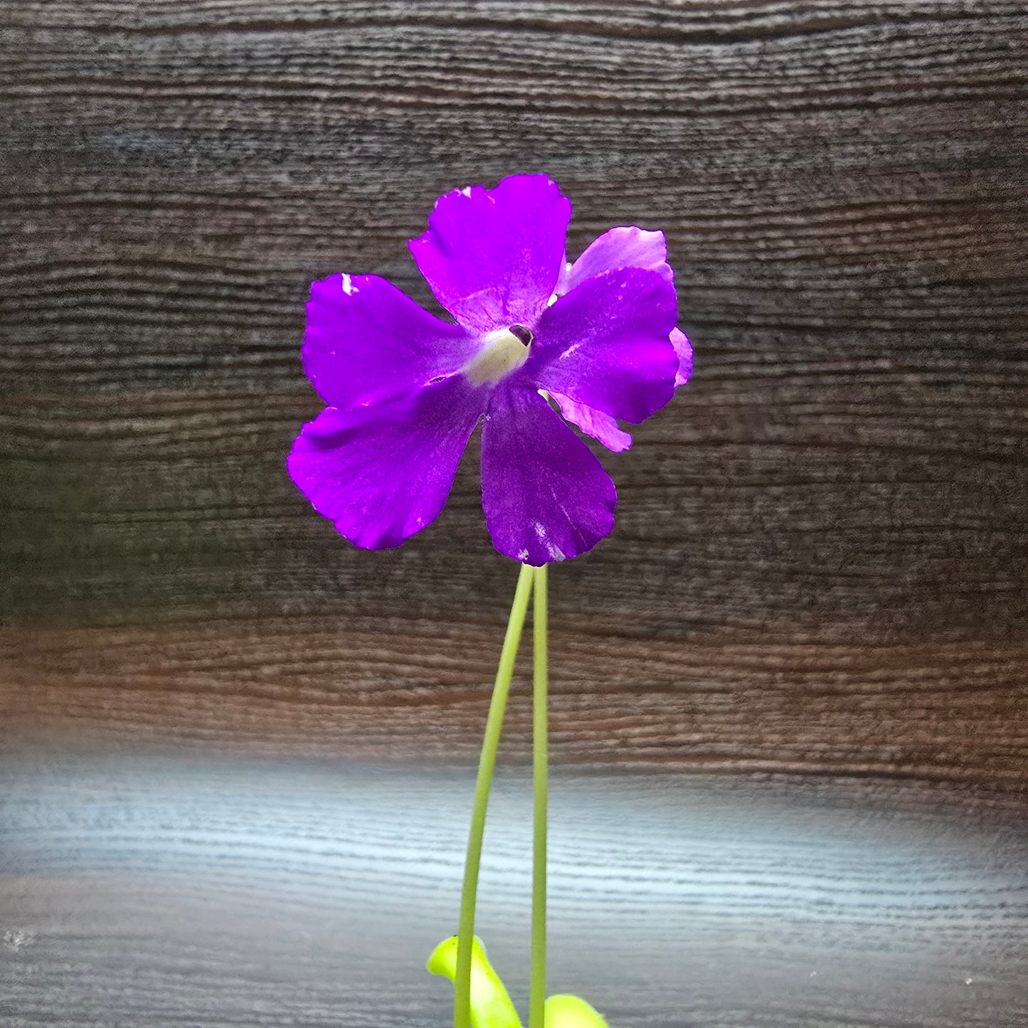 Pinguicula 'Anna' - Butterworth