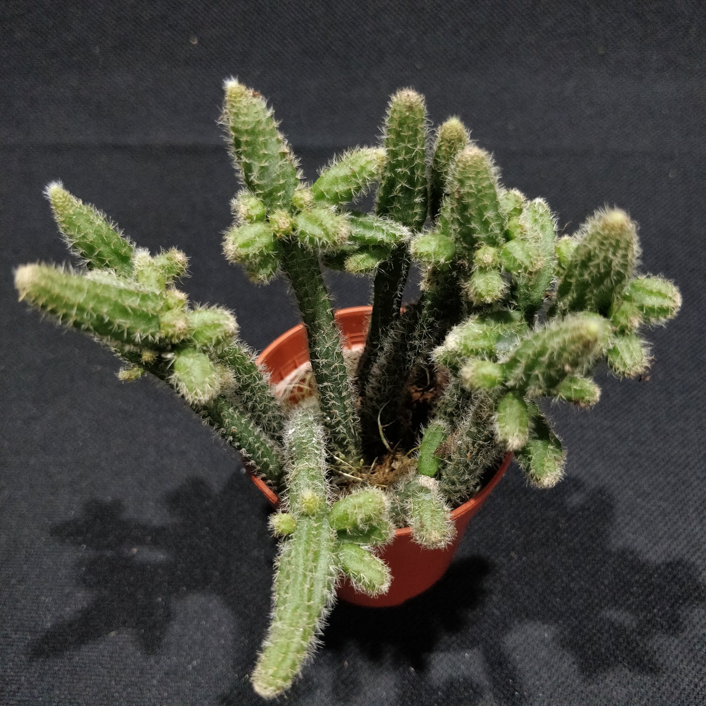 Rhipsalis Mixed