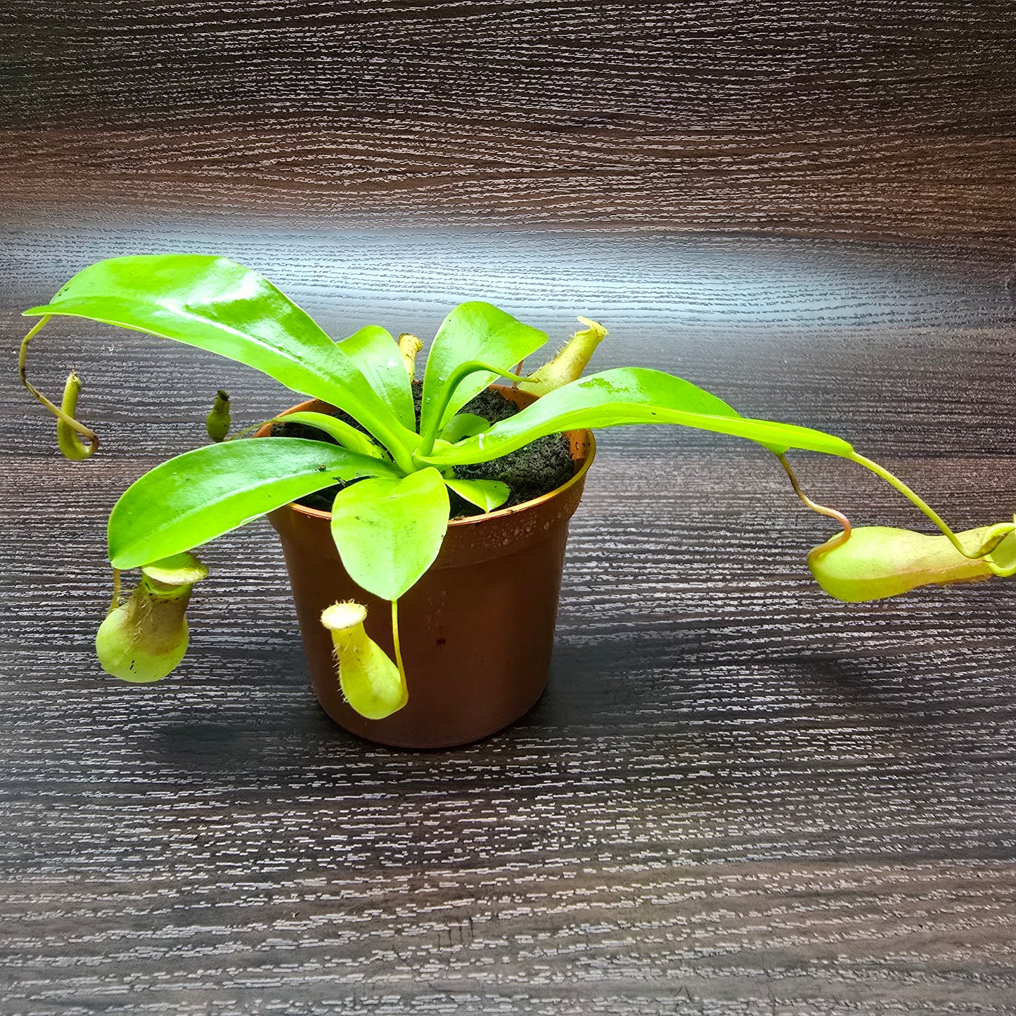 Nepenthes Alata - Pitcher Plant