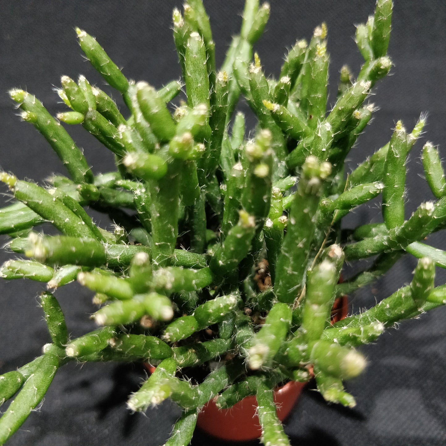 Rhipsalis Mixed