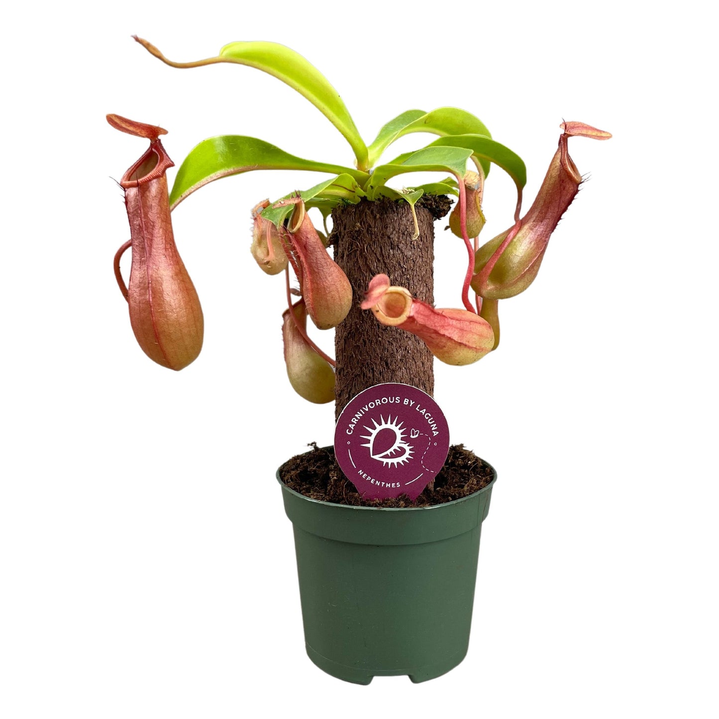 Nepenthes - Tropical Pitcher Plant