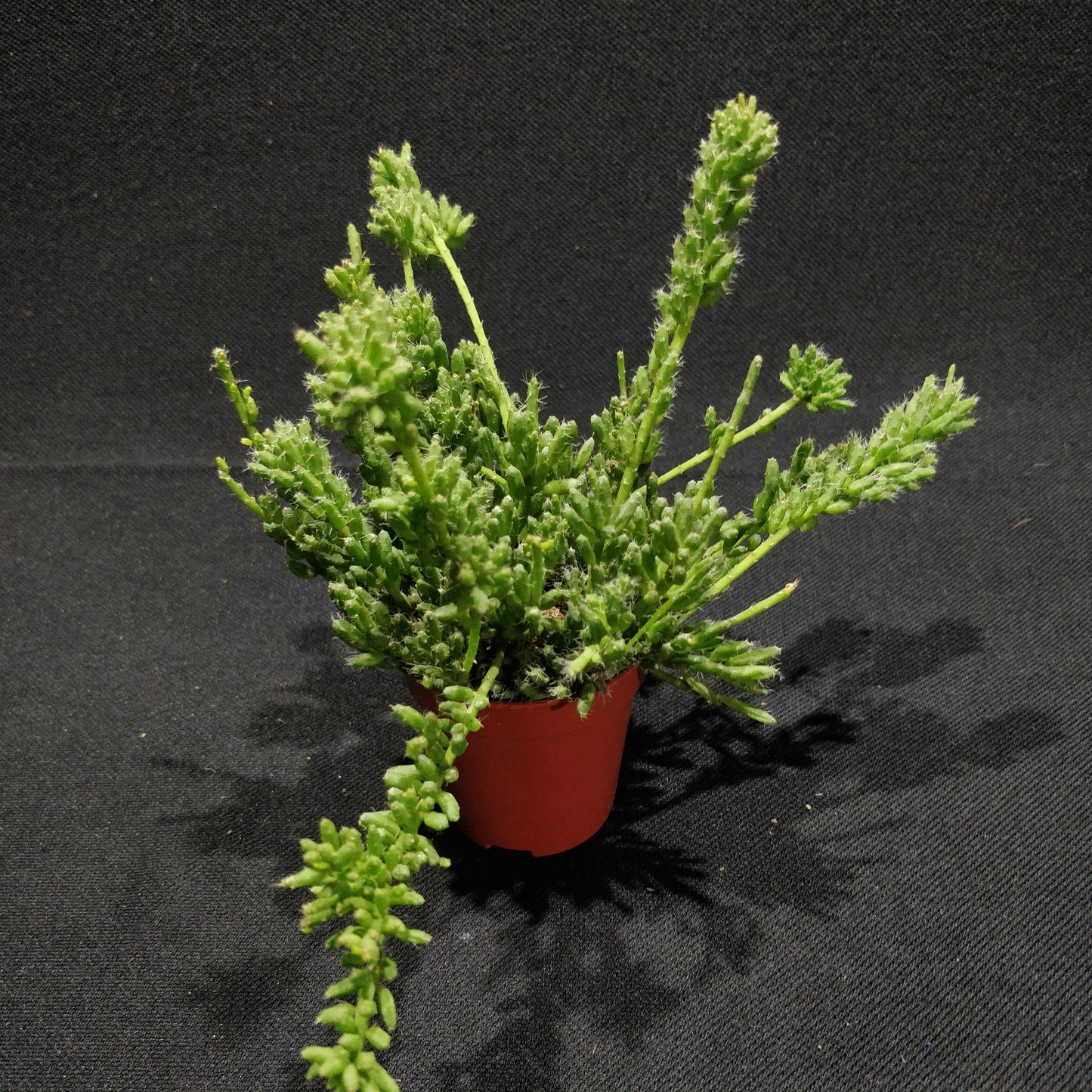 Rhipsalis Mixed