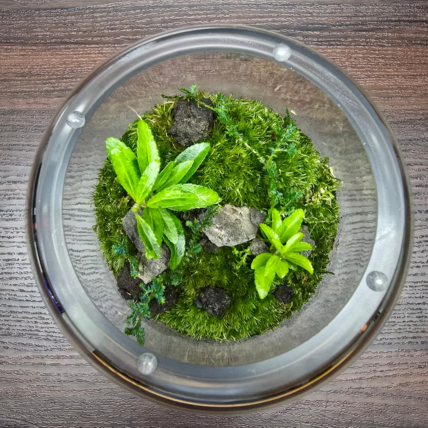 Nature Scape - NS118