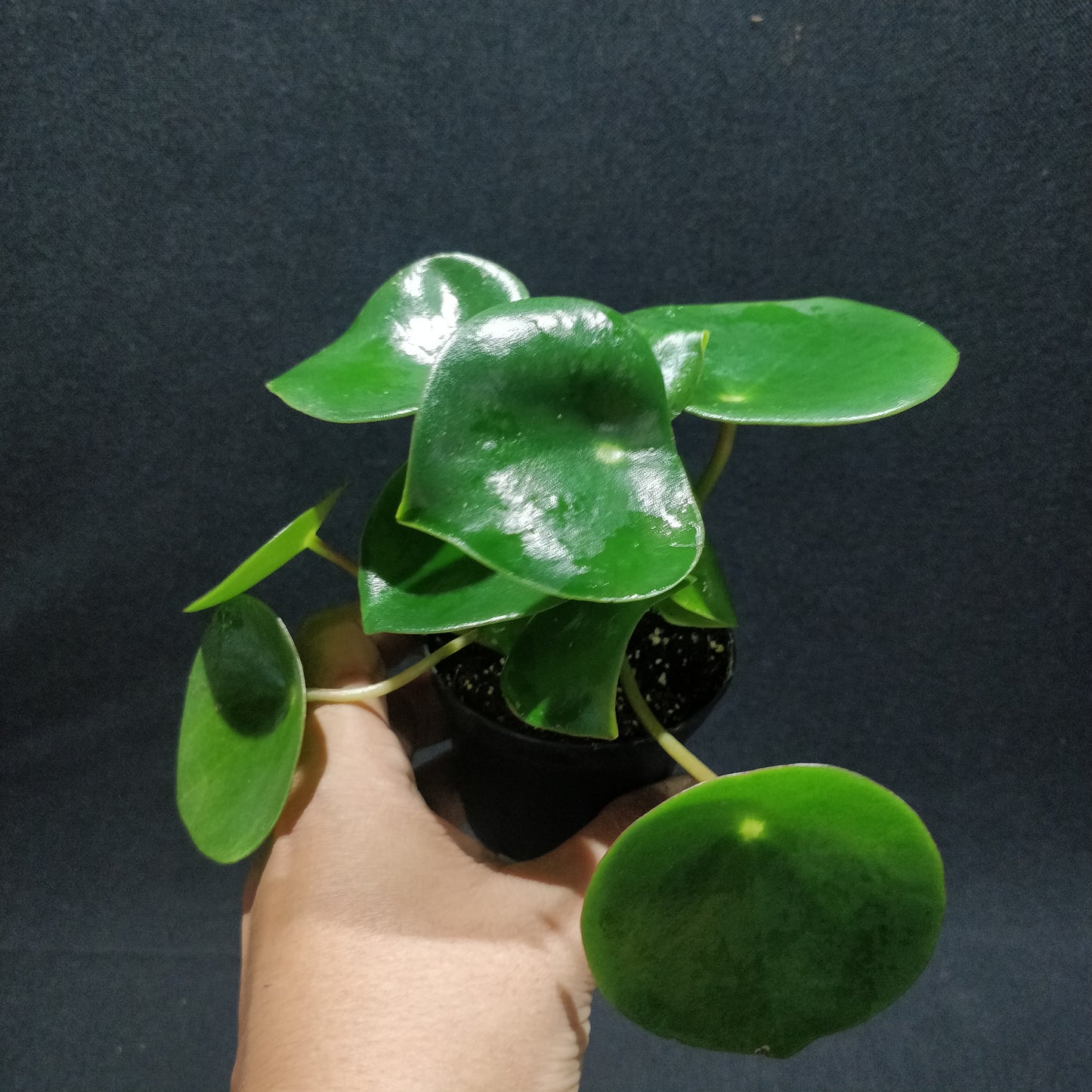 Peperomia Polybotrya Raindrop