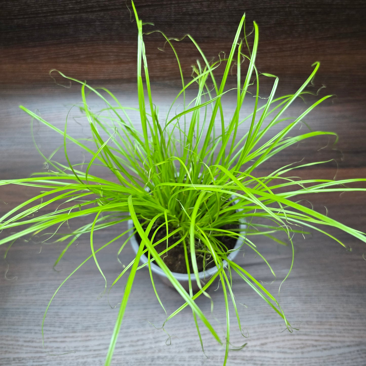 Cat Grass - Cyperus Alternifolius 'Zumula'