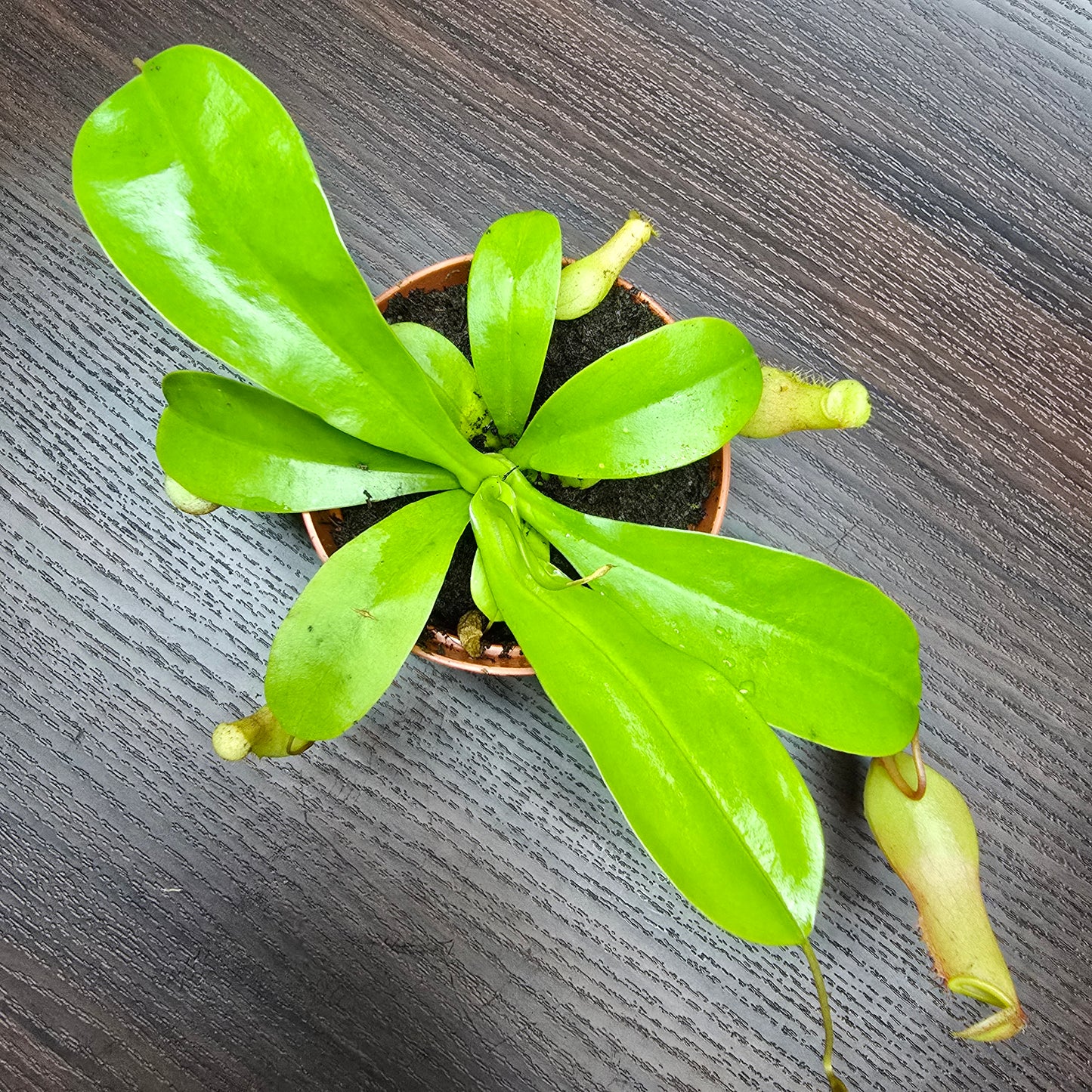 Nepenthes Alata - Pitcher Plant