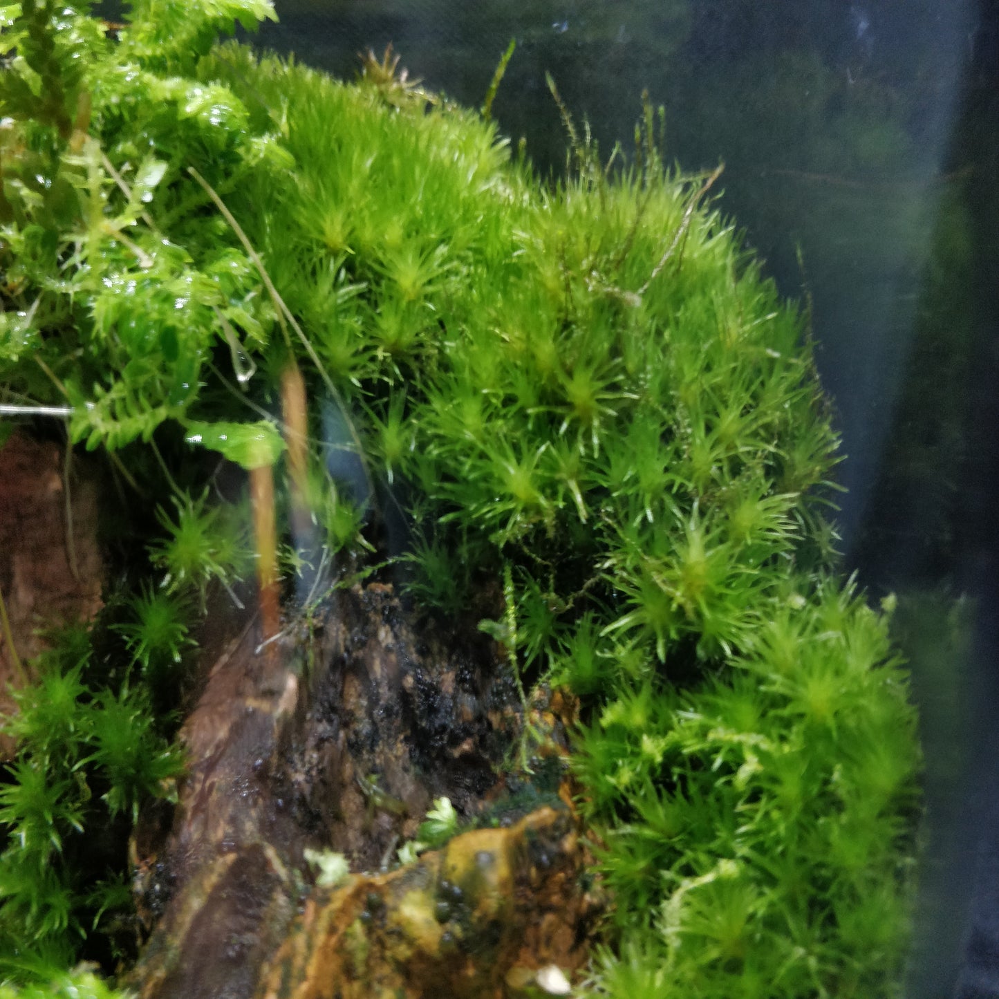 Nature Scape - NS102