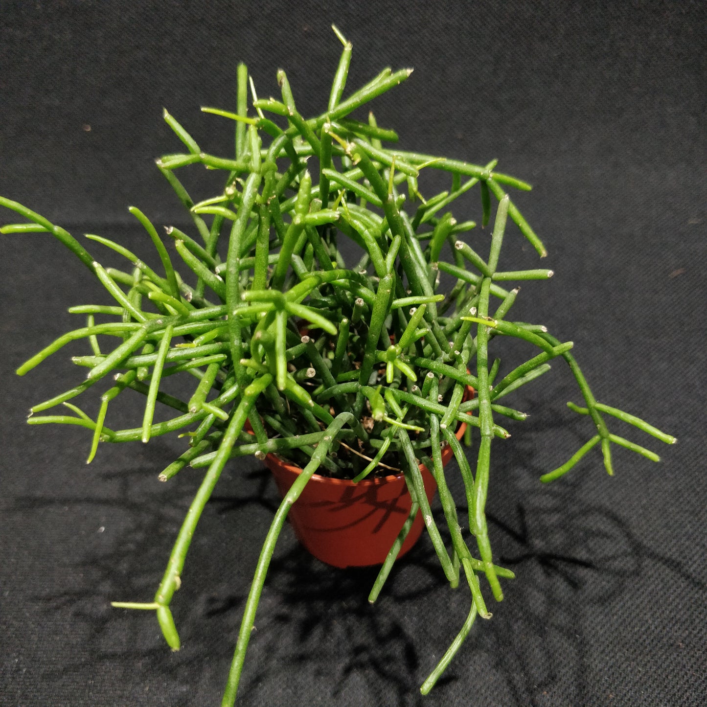 Rhipsalis Mixed
