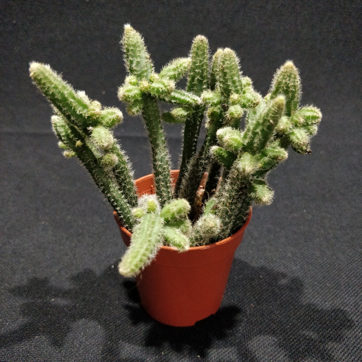 Rhipsalis Mixed