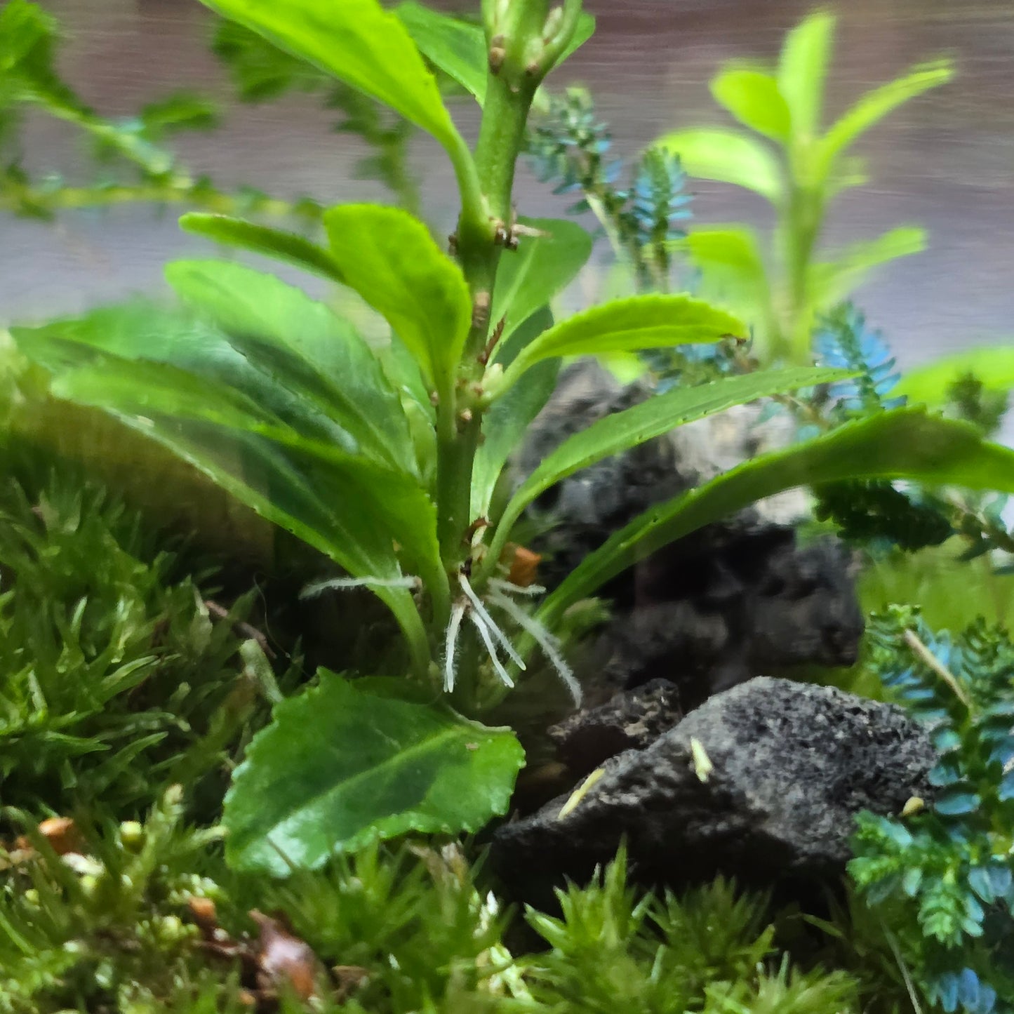 Nature Scape - NS118