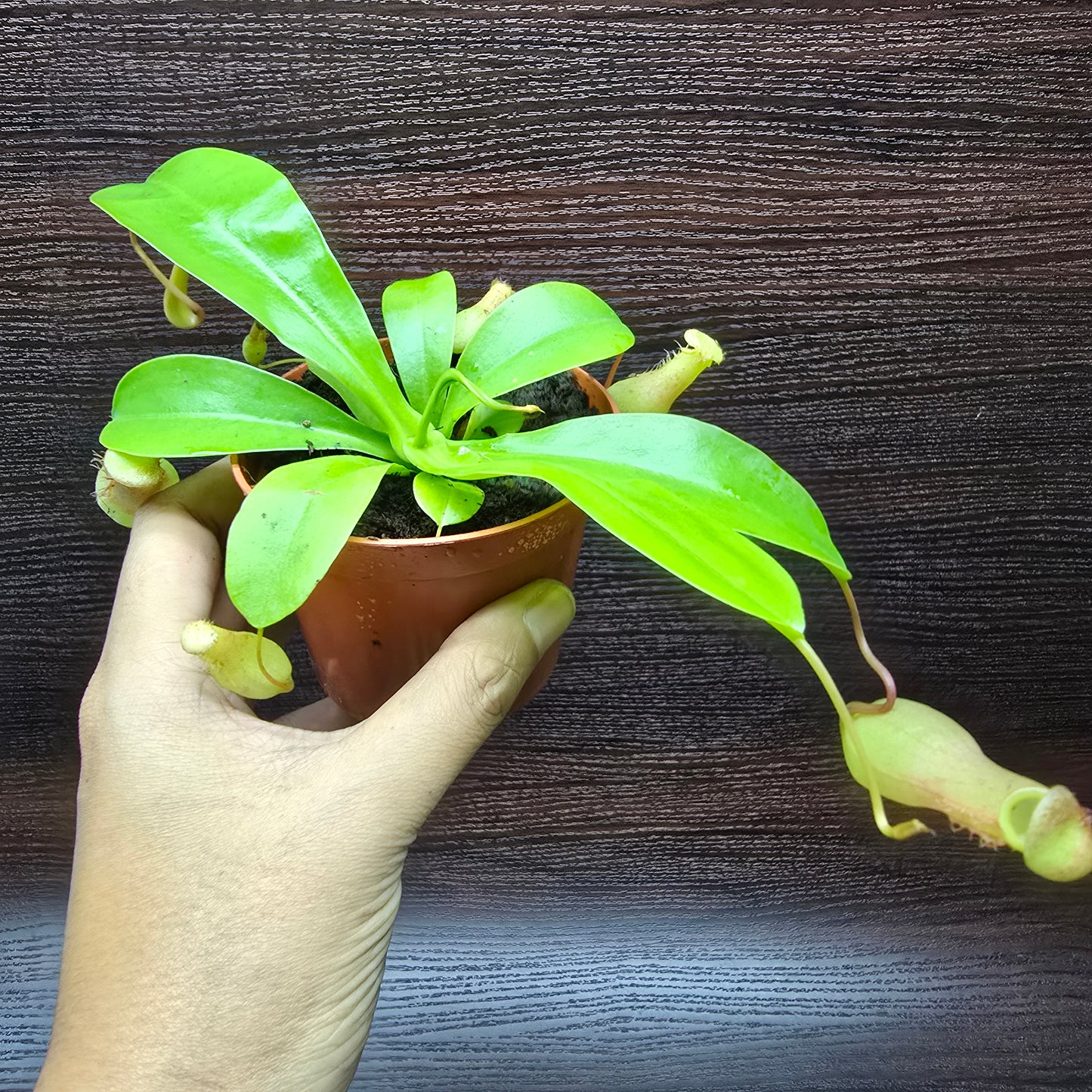 Nepenthes Alata - Pitcher Plant