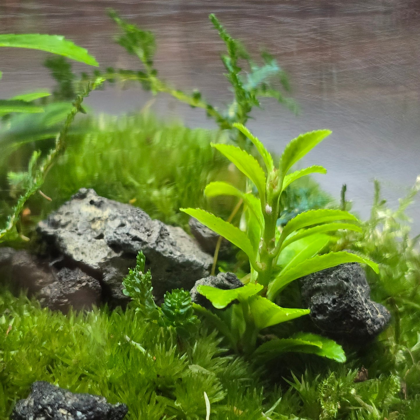 Nature Scape - NS118