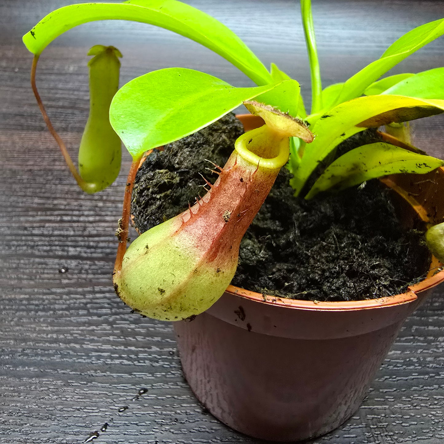 Nepenthes Alata - Pitcher Plant