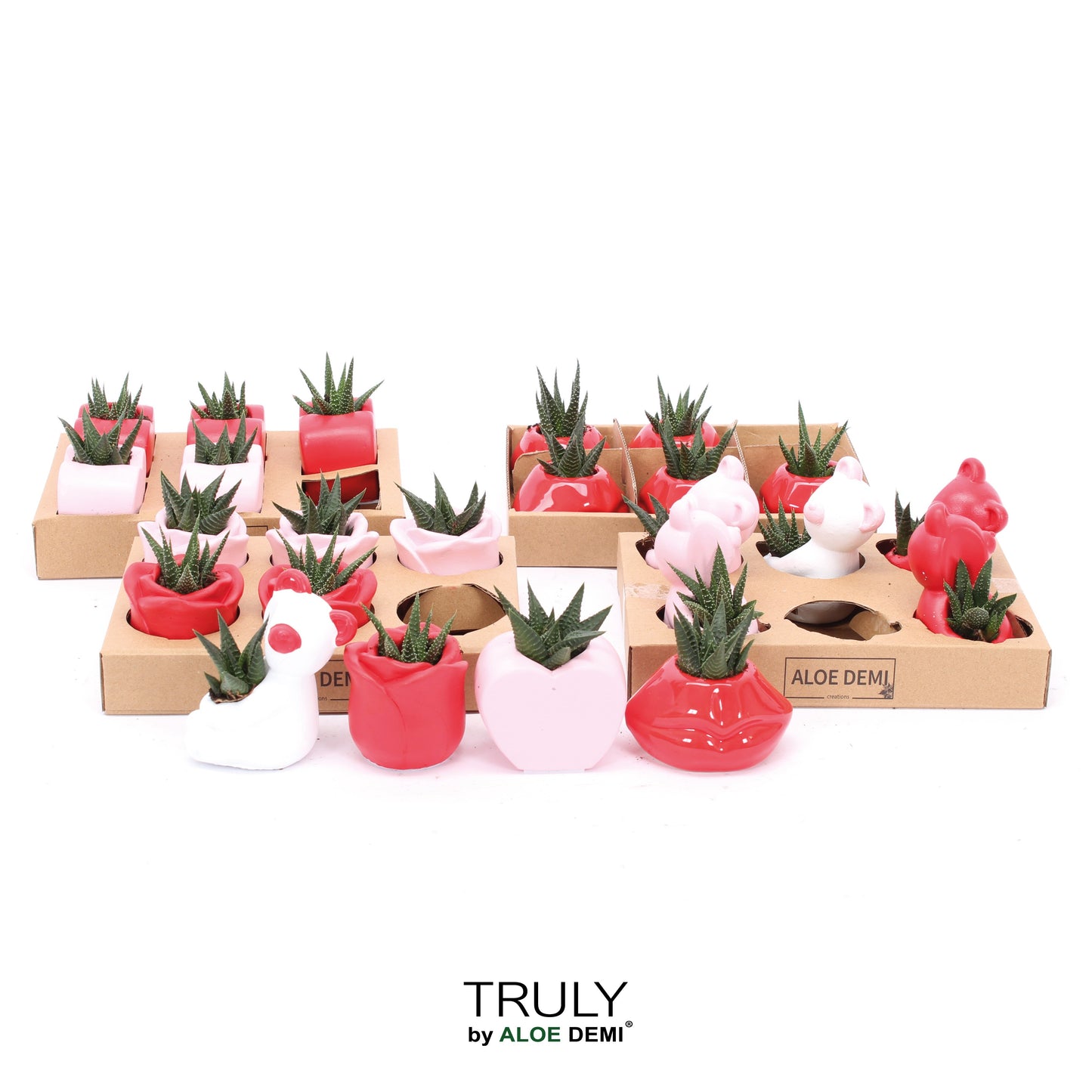 Succulents in Ceramic pot