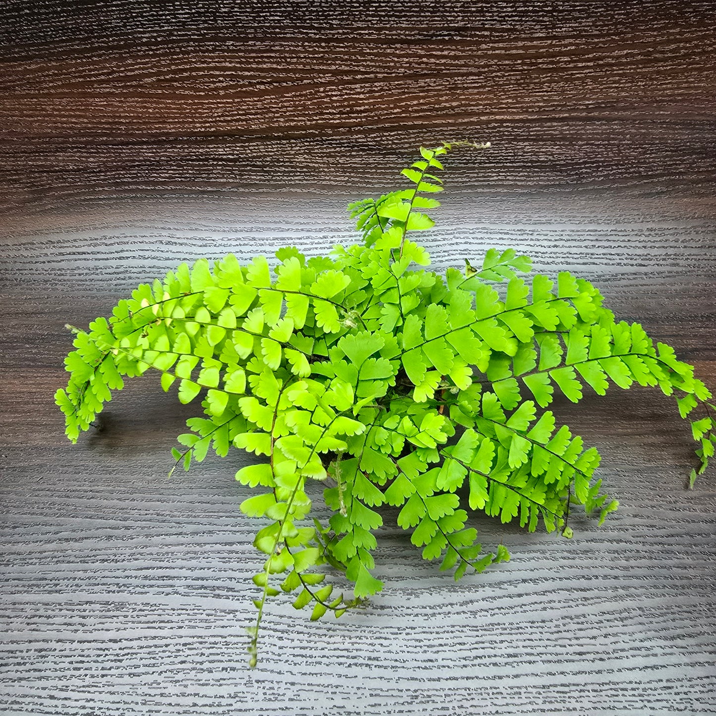 Trailing Maidenhair Fern - Adiantum Caudatum