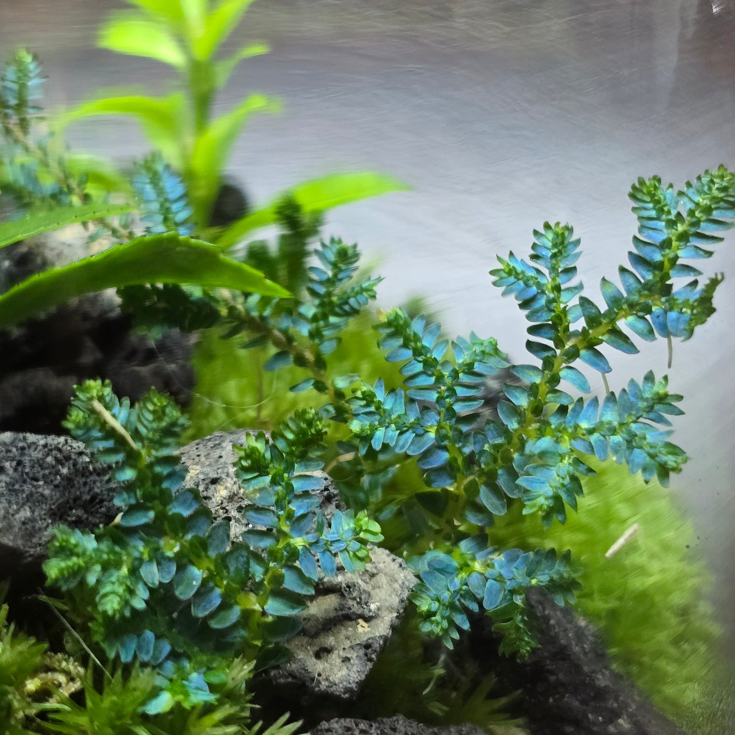 Nature Scape - NS118