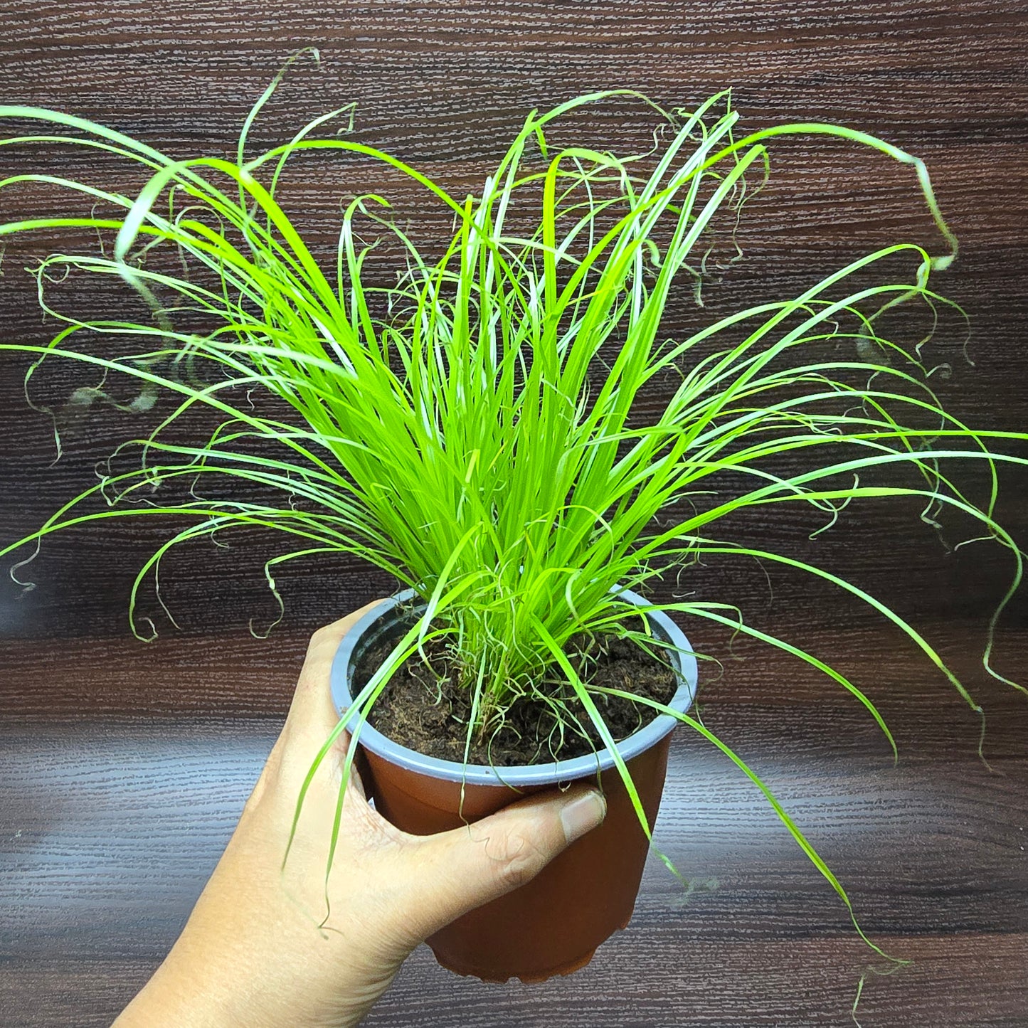Cat Grass - Cyperus Alternifolius 'Zumula'