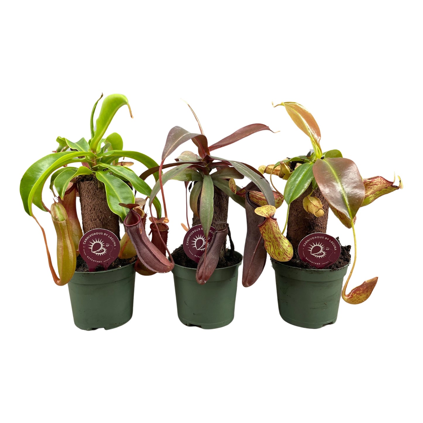 Nepenthes - Tropical Pitcher Plant